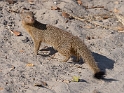 Slender Mongoose